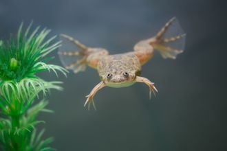 Лягушка карликовая аквариумная (Hymenochirus boettgeri)
