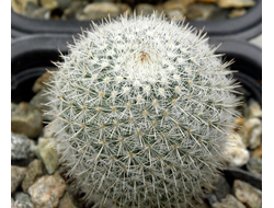 Mammillaria klissingiana