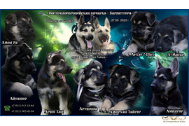 Щенки помёта Русский Амулет Велибор для Барвиттера  х  Барвиттера Тайша