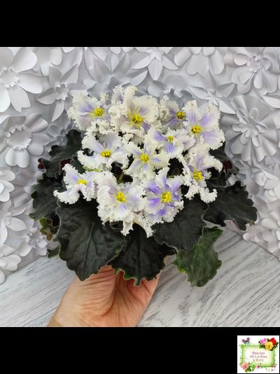 РМ-Золотой Берилл (Н.Скорнякова)