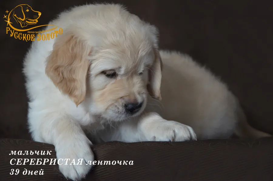 УЖЕ в НОВОМ ДОМЕ = мальчик СЕРЕБРИСТАЯ ленточка. На фото 39 дней. ДР 28.01.20г