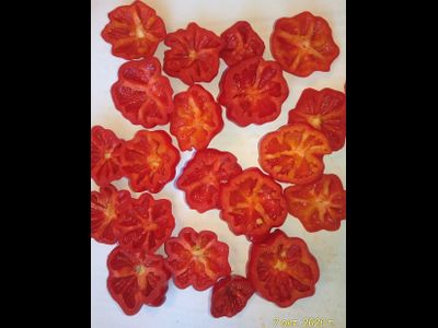 Перец острый Бразильская морская звезда (Red Brazilian Starfish)