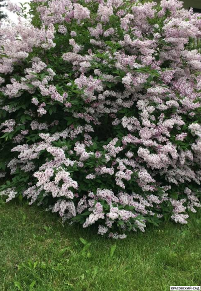 Сирень отклоненная Miss Kim