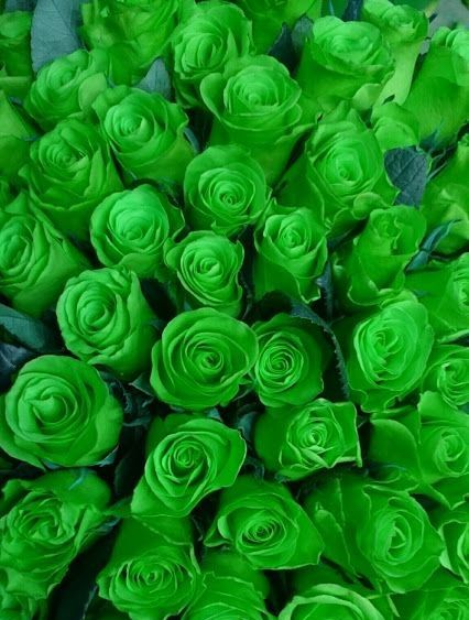 Необычные розы - заслуга природы или результат селекции | Rose Studio