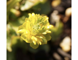 Ranunculus ficaria 'Ragamuffin'