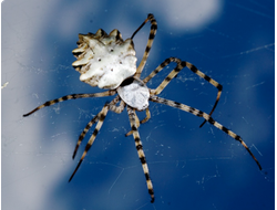 Аргиопа дольчатая (Argiope lobata)