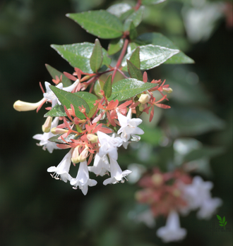 Abelia Grandiflora / Абелия Грандифлора