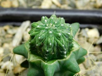 Aztekium  ritteri PP 566 (d=   )