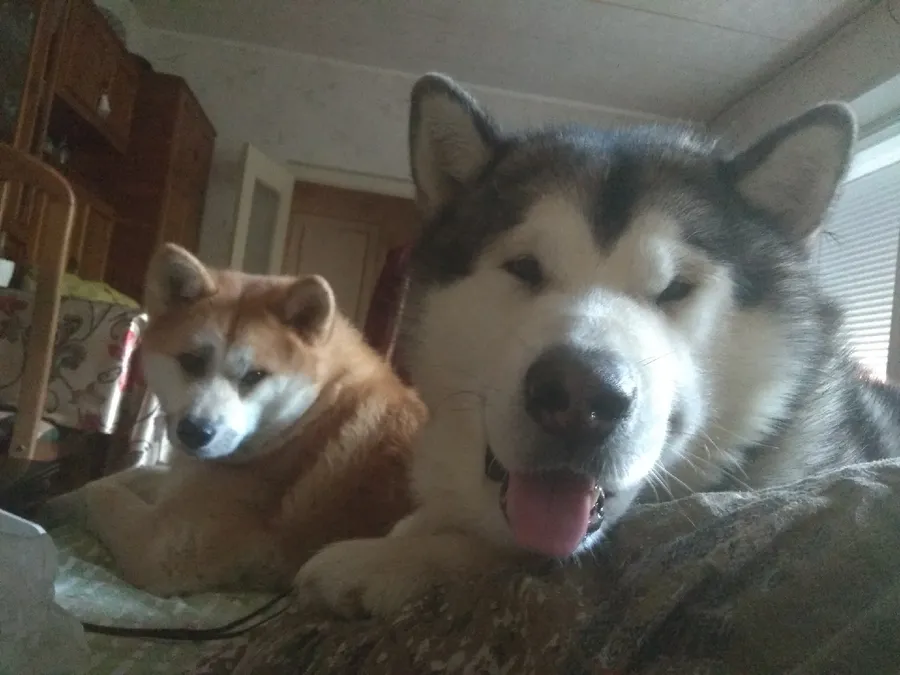 Хозяйка Яна: "Хотим выразить огромную благодарность за Вашу работу!) Покупаем мяско для собак уже не первый год, они очень довольны. Всегда все хорошо упаковано, все свежее и по доступным ценам. Спасибо Вам большое!)"