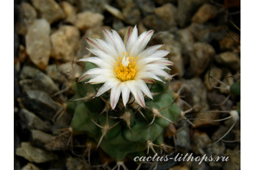 Turbinicarpus swobodae L 1499