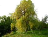 Ива белая Олимпийский Огонь (Salix alba Olympic flame)