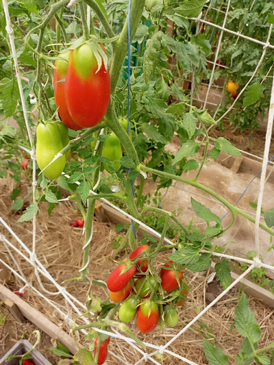 Томат Длинные из Ковеля