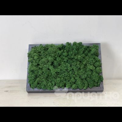 ЖИВАЯ ЭКО-КАРТИНА 1055