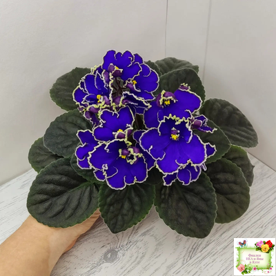 ЛЕ-Прекрасная Креолка (Е. Лебецкая) 2009 г