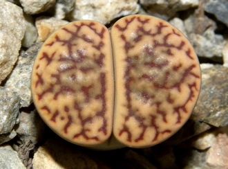 Lithops bromfieldii v.mennellii C283 - 10 семян