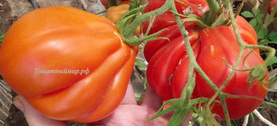 Томат Красная груша гигант Гран-Сассо  (Red Pear Giant Gransasso), Италия