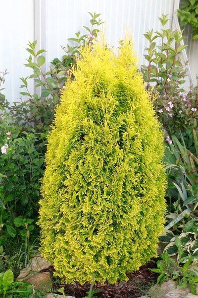 Туя западная Golden Smaragd