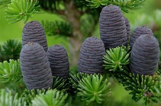 Пихта белокорая (Abies nephrolepis) 10 мл - 100% натуральное эфирное масло