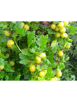 Крыжовник  Английский желтый