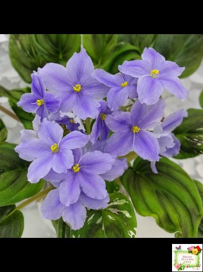 LV-Небо в Кармашке (Л. Шевелева) трейлер (пестролистный клакамас) сеянец