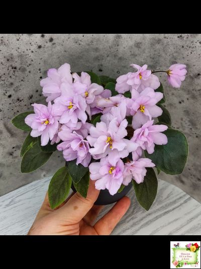 ЛЕ-Розовый Вальс (Е. Лебецкая) 2018 г. трейлер (пасынок сорт посажен 20.10.25)