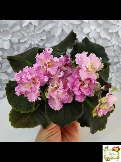 РМ-Саломея (Н. Скорнякова) 2019 г.