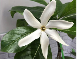 Gardenia taitensis