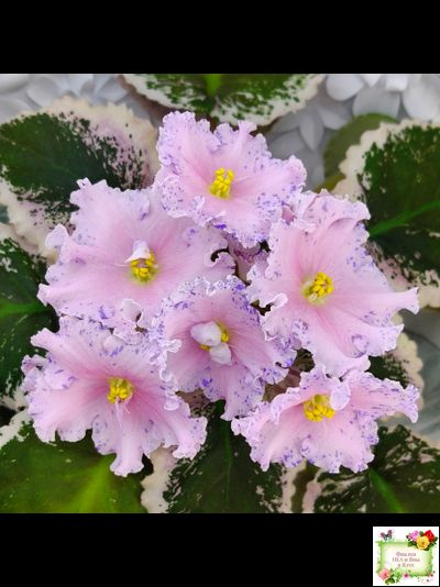 НД-Хоровод  (Н.Данилова-Суворова) 2021 г.