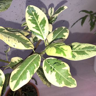 Ficus Rubiginosa variegata / фикус рубигиноза вариегатный
