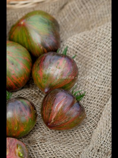 Томат Триумф Софии, 10 шт