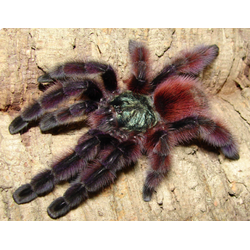 Avicularia versicolor или Caribena versicolor