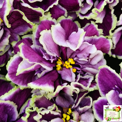 ВаТ-Классический Вкус (Т. Валькова) 2019 г.