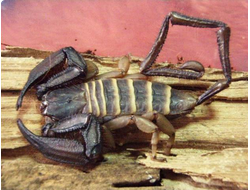 Каменный скорпион (Hadogenes paucidens)