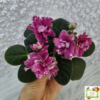 Rivermist Sizzle (J. Baker)