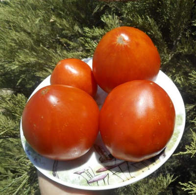 Томат Эм-чемпион