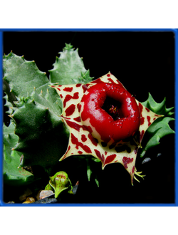 Huernia