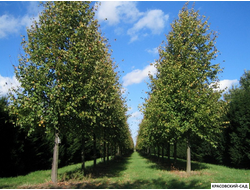 Липа Гринспаер - Greenspire