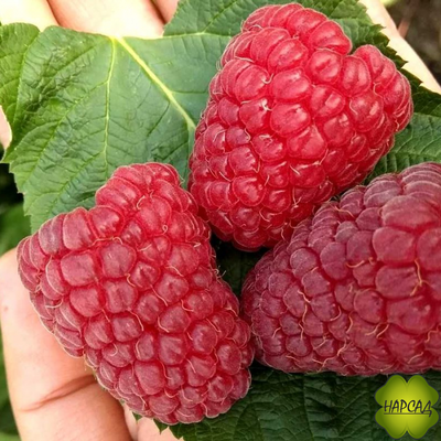 МАЛИНА "ПОКЛОН КАЗАКОВУ" (РЕМОНТАНТНАЯ, УРОЖАЙНАЯ) (САЖЕНЕЦ 2 ГОДА)