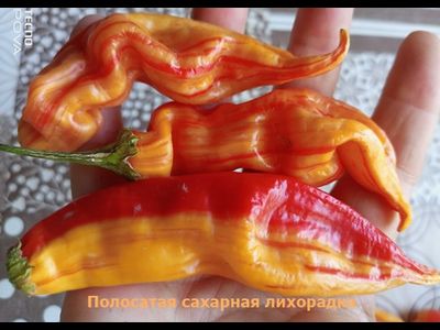 Перец острый Полосатая сахарная лихорадка (Sugar Rush Stripely)