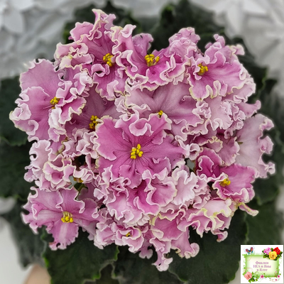 НД-Ливадия (Н. Данилова-Суворова) 2020 г.