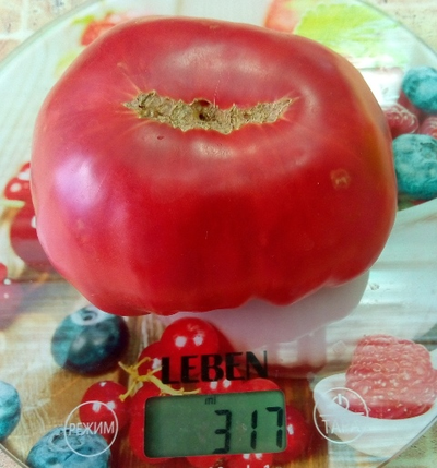 Томат Дакоста португальская (DaCosta's Portuguese)