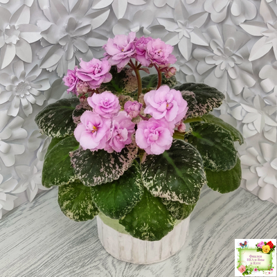 Rose Bouquet (G.T.Smith) (9028) 04/12/2001