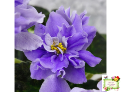 Huckleberry (I. Fredette)