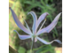 Camassia leichtlinii Aurora