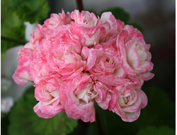 Denise (Sutarve) - пеларгония розебудная (розоцветная) - описание сорта, фото - купить черенок