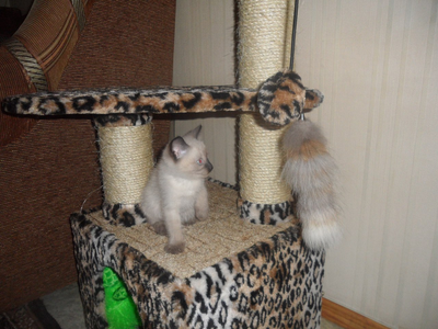 Домик для кошек  "Люкс" №036