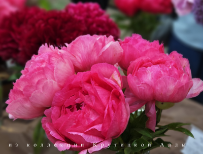 Пион Cytherea (Цитерия)