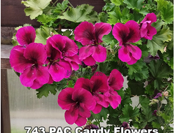 Пеларгония PAC Candy Flowers Dark Red