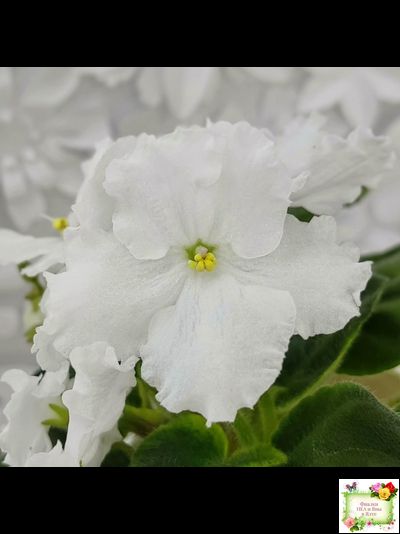 OS-Джунгарик (С.Осипова) (клакамас с кроновой пестролистностью)