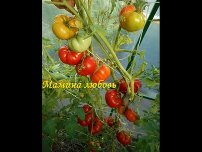 Томат Мамина любовь